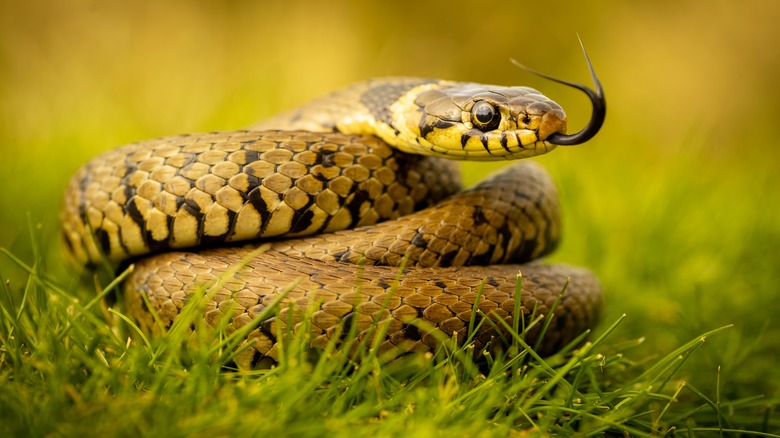 Snake in grass