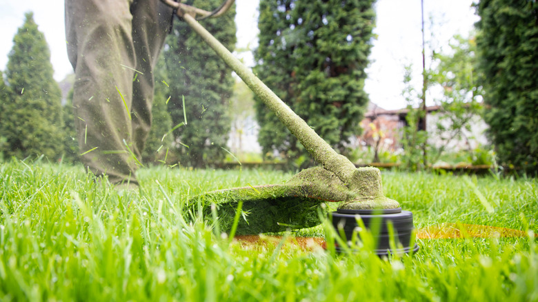 Person trimming yard