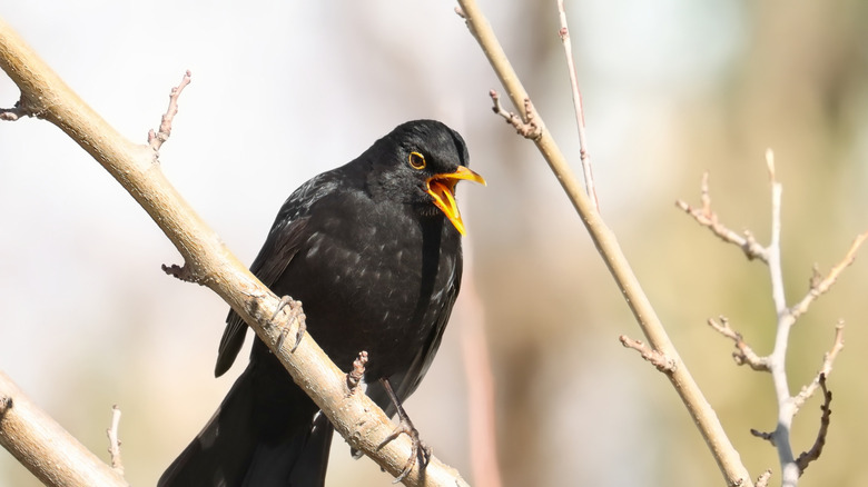 A blackbird perched on a branch.
