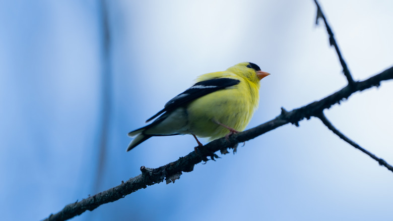 A goldfinch perched on a branch.