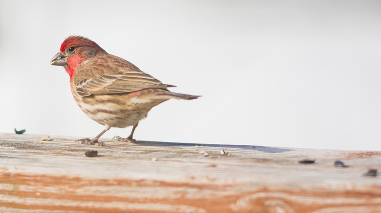 A house finch perched on a wooden deck railing with seeds on it.