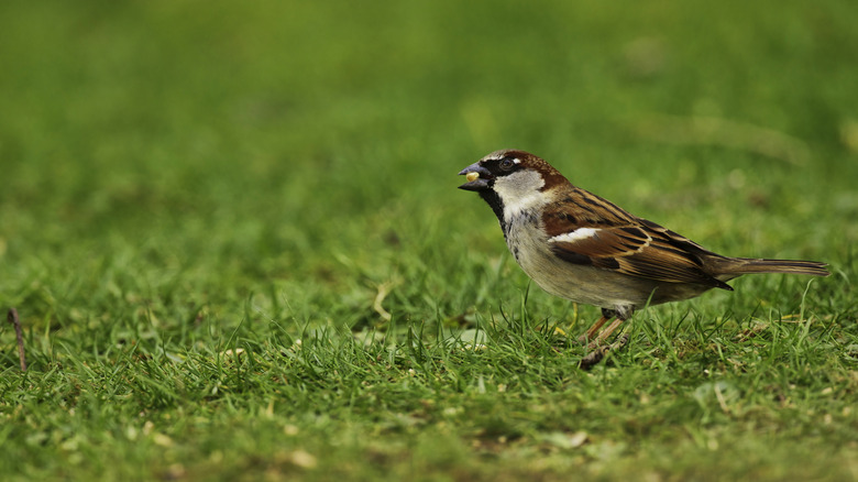 A house sparrow with a seed in its beak stands on a grass lawn.