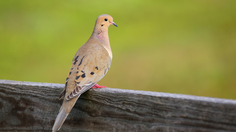 A mourning dove perched on a wooden fence railing.