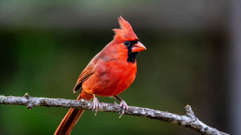 A northern cardinal perched on a branch.