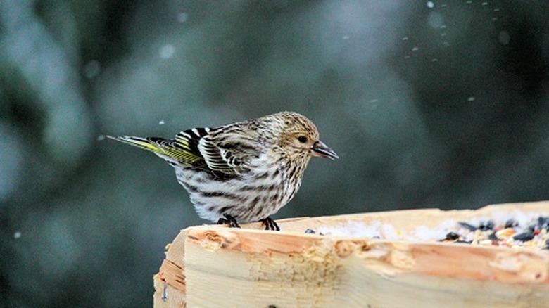 A pine siskins perched on the edge of a wooden feeder filled with birdseed.