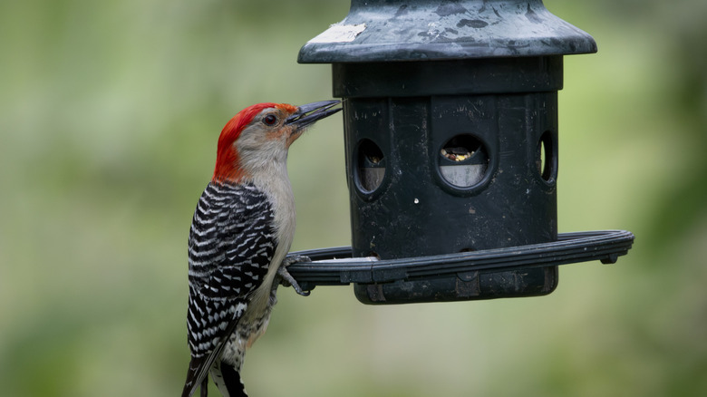 A red-bellied woodpecker perched on a black plastic bird feeder.