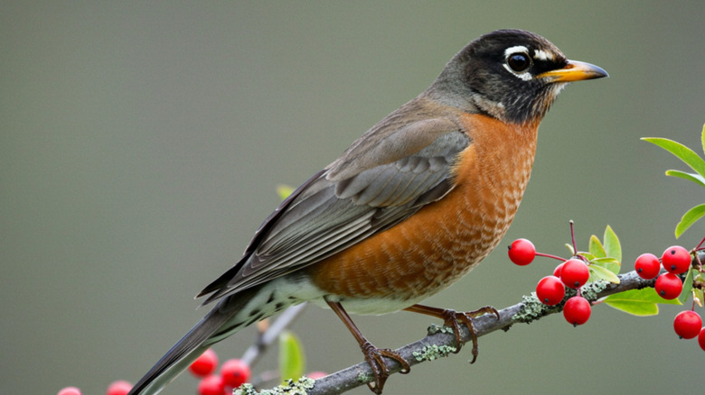 A robin perched on a branch with small red berries and green leaves.
