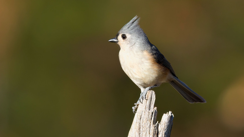 A tufted titmouse perched on a the top of a small broken tree stump.