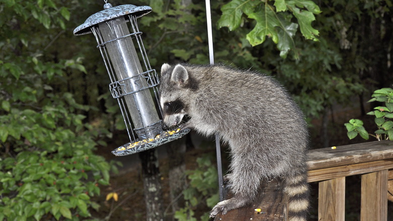 raccoon raiding bird feeder