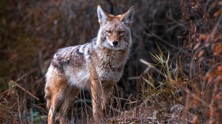 Coyote standing in nature