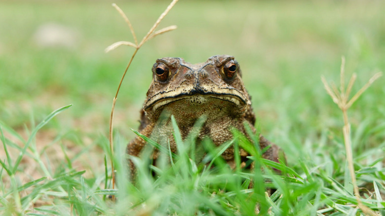 Toad in grass