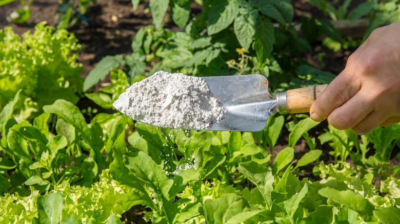 Terra diatomacea tenuta sopra le piante