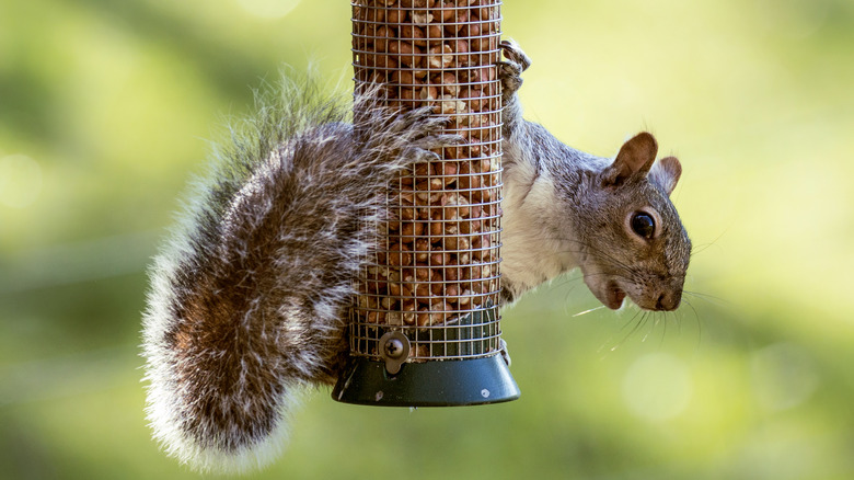 squirrel hanging on bird feeder 