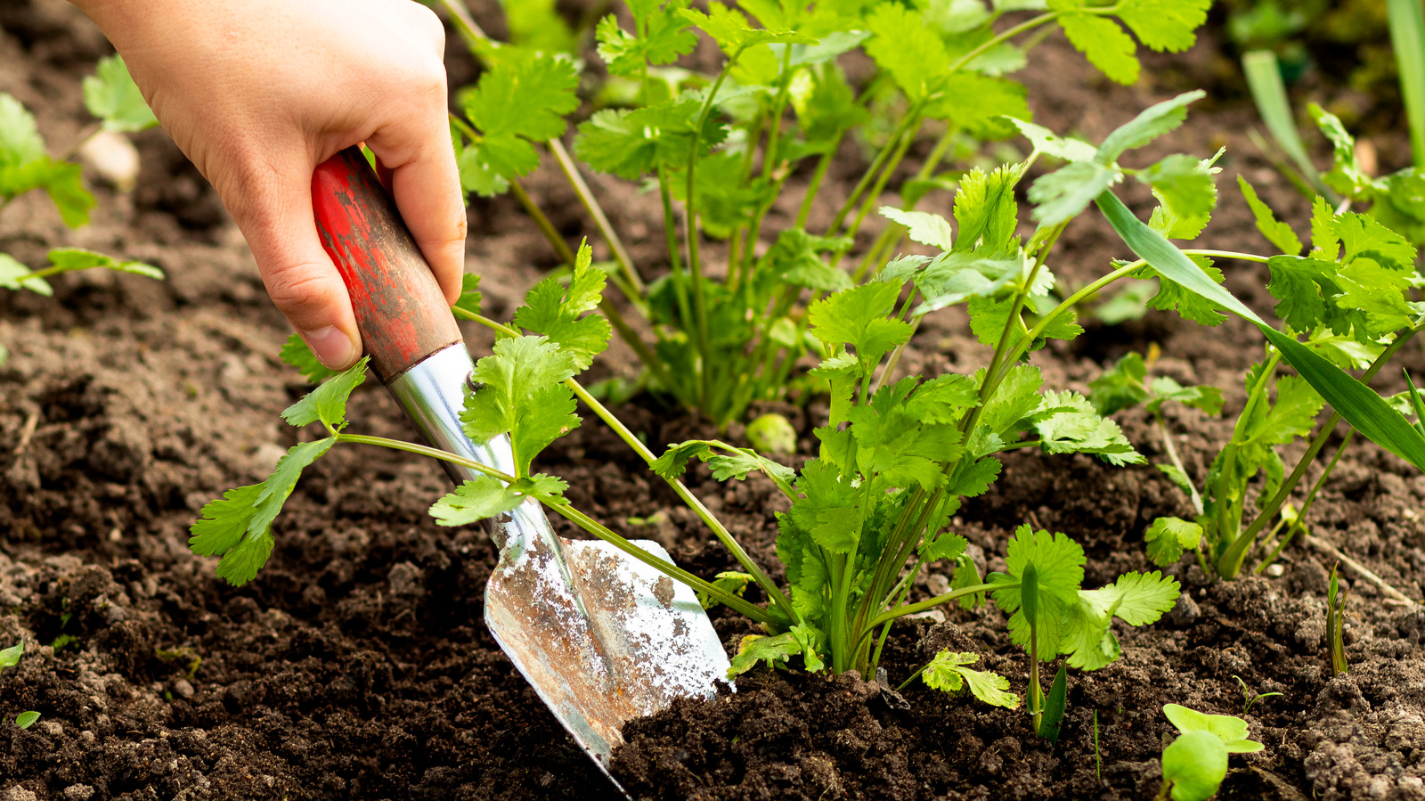 Cilantro Sprouting Sprout Cilantro Seeds Fast With These Helpful Gardening Tips