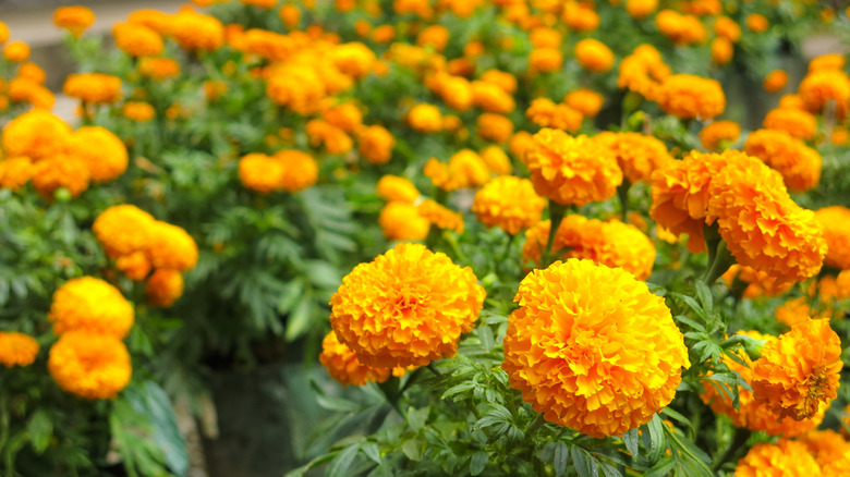 Orange flowers of African marigold