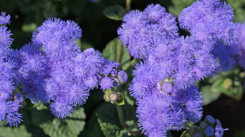 Blue flowers of bluemink