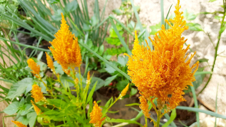 Yellow flowers of celosia