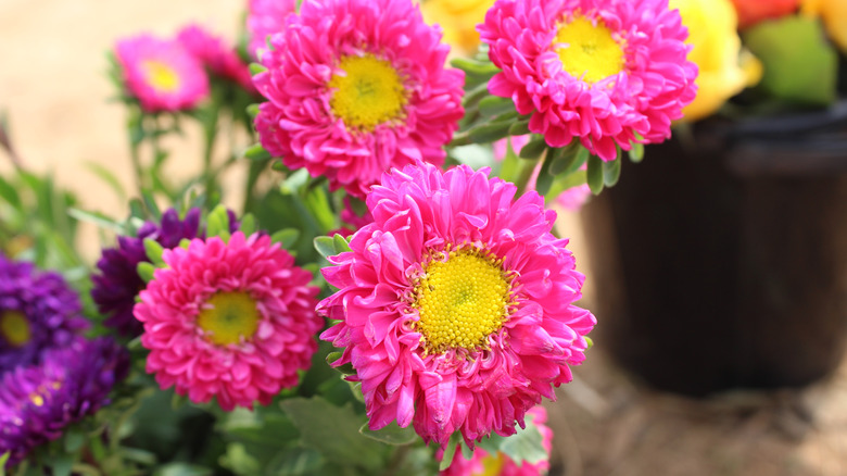 Pink flowers of China aster