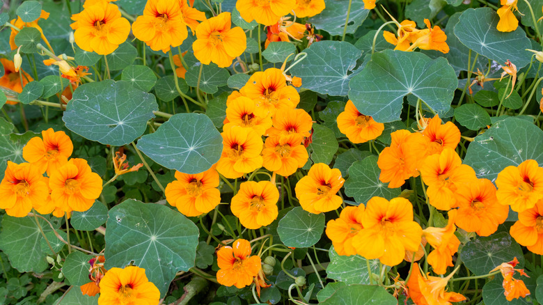 Orange yellow common nasturtium flowers