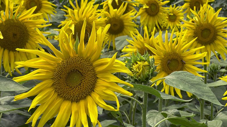 Common sunflower's yellow blooms