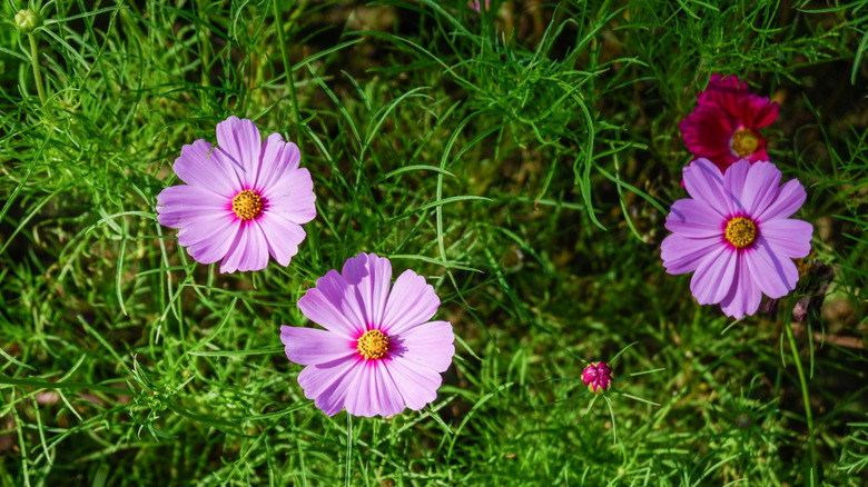 Pink cosmos flowers blooming in garden