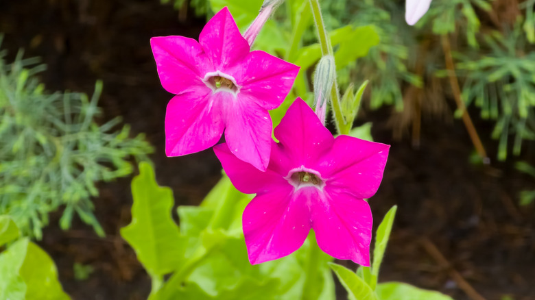 Fuchsia flowers of flowering tobacco
