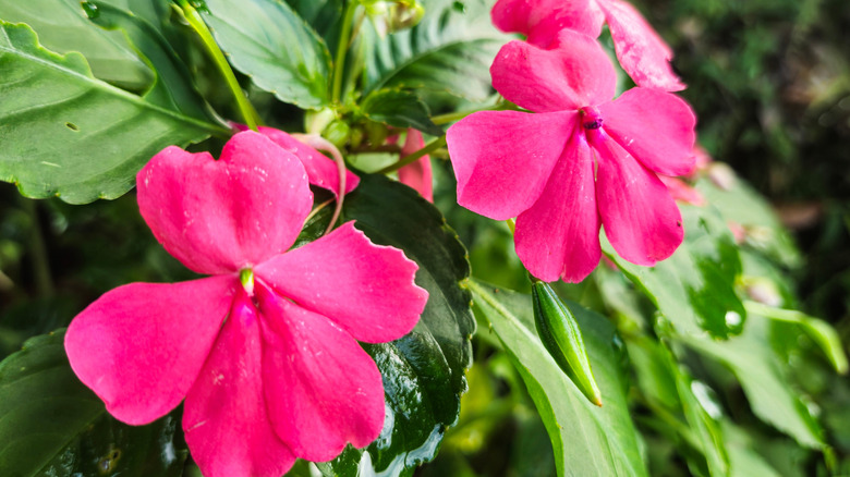 Pink flowers of impatiens in bloom