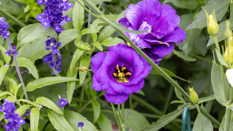 Purple blooms of lisianthus