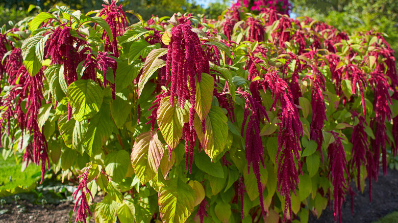 Love-lies bleeding growing in garden