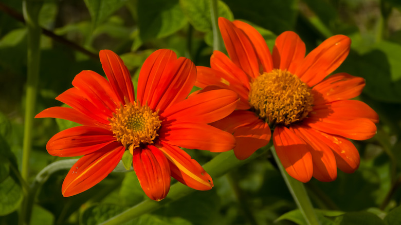 Orange blooms of Mexican sunflower