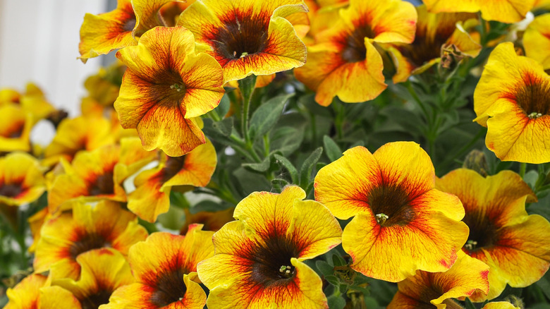 Yellow flowers of million bells