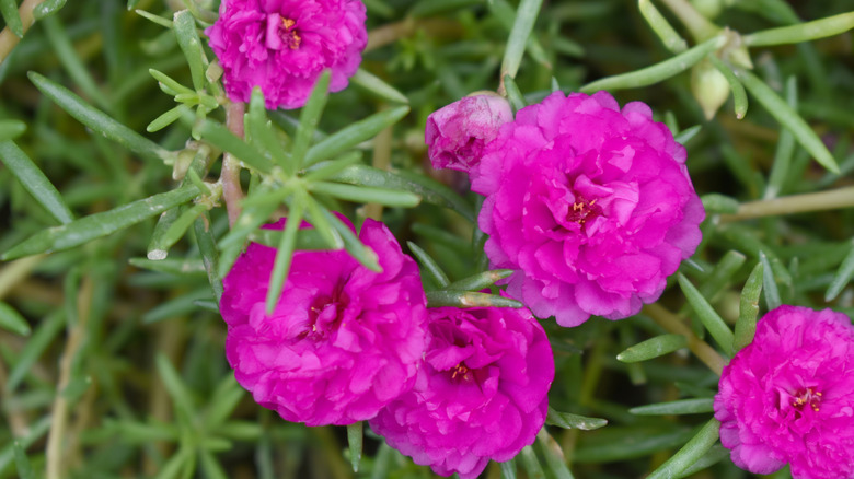 Pink flowers of moss rose in bloom
