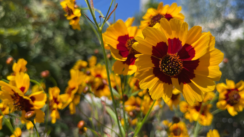 Yellow flowers of plains coreopsis