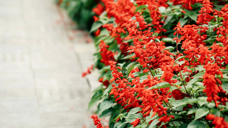 Red flowers of scarlet sage