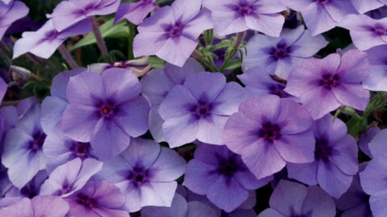 Southern Blaze 'Blueberry' phlox flowers