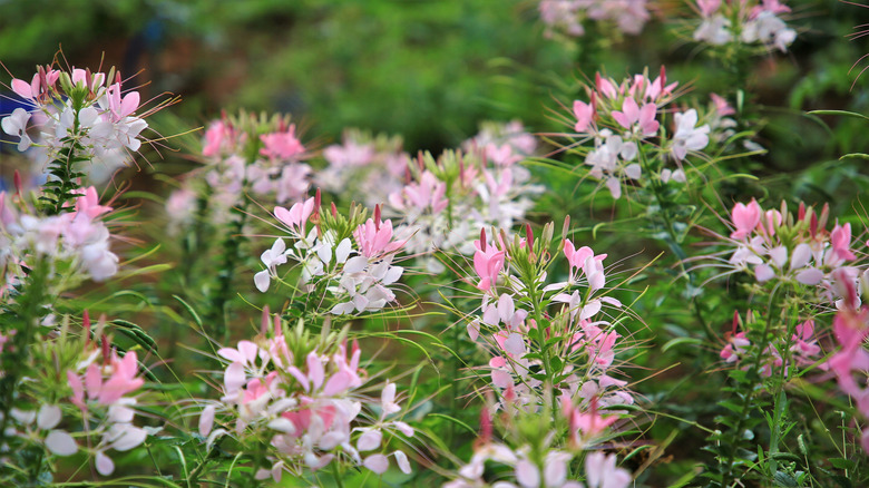 White and pink spider flowers