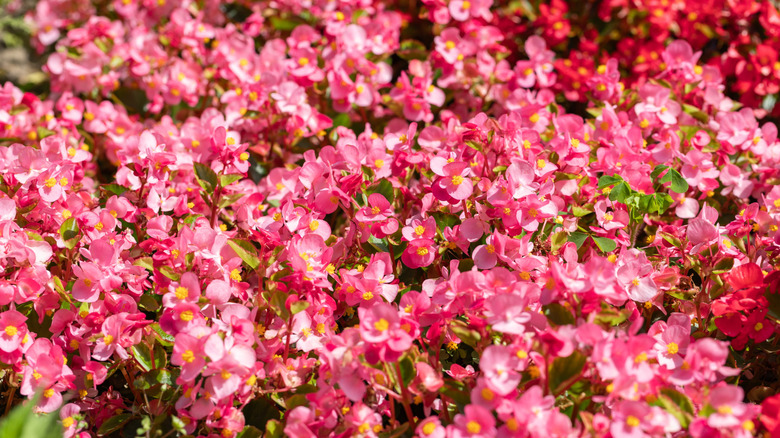 Vibrant pink flowers of wax begonia