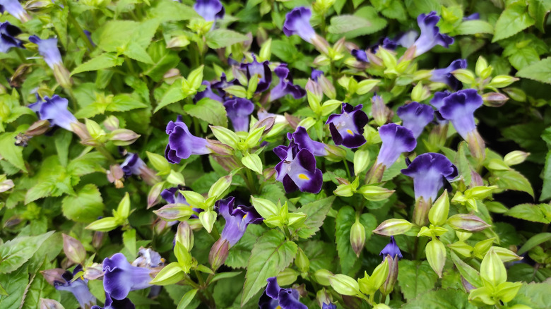 Lilac purple wishbone flowers and green leaves in garden