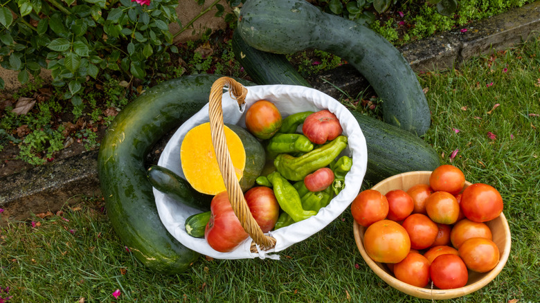harvest of fresh vegetables lies on green grass