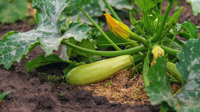 zucchini growing in a garden