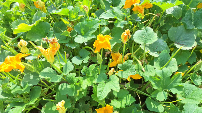 A squash vine blooming