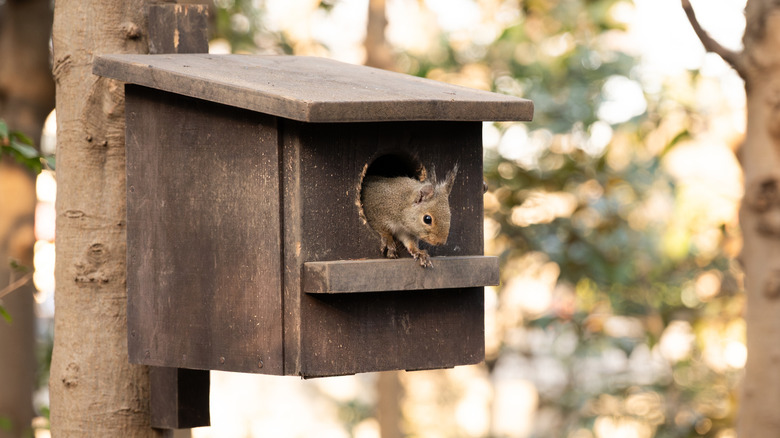 Squirrel coming out of squirrel box