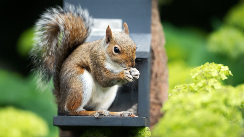 Squirrel holding acorn