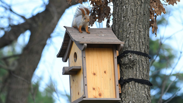 Squirrel on roof of squirrel box