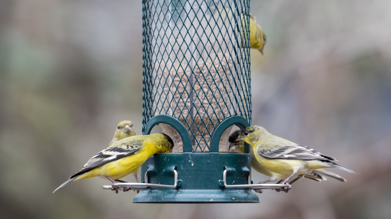 Goldfinches eating from a weight-activated feeder