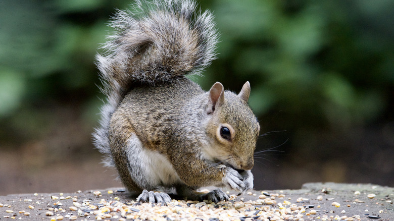 Grey squirrel eating bird seed