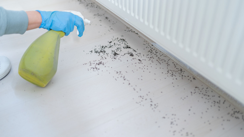 Person using spray bottle to get rid of ants in the home.