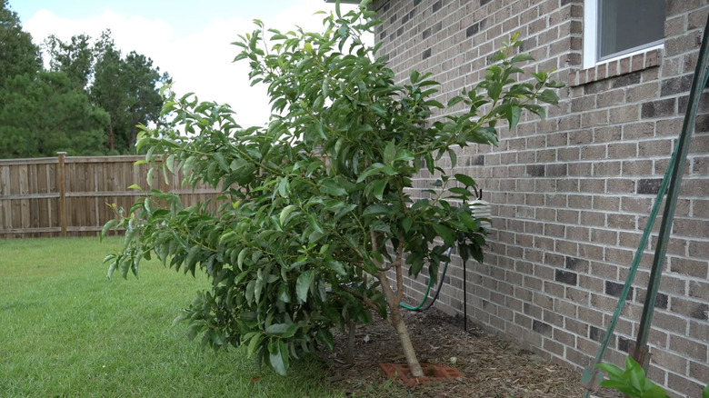 leaning tree in yard