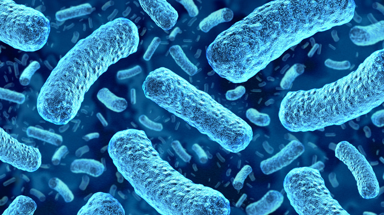 A closeup of multiple bacteria under a microscope