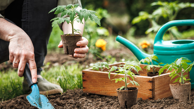 Gardener planting tomato seedlings in the soil